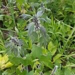 Leonurus quinquelobatus Hoja