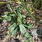 Boscia mossambicensis Hoja