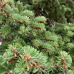 Abies cephalonica ഇല