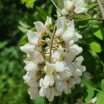 Acacia acanthaster Flower