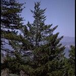 Pseudotsuga macrocarpa Yeri