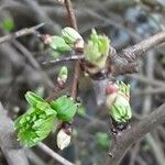 Crataegus rhipidophylla Hoja