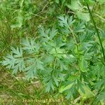 Cnidium silaifolium Leaf