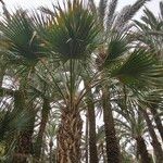 Sabal maritima Habitatea