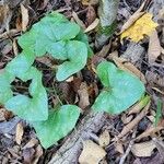 Hexastylis arifolia Lehti