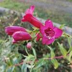 Penstemon barbatus Virág