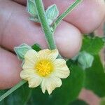 Sida cordifolia Flower