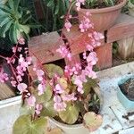 Begonia hydrocotylifolia Кветка