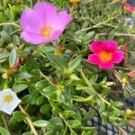 Portulaca umbraticola Květ