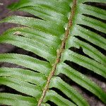 Polystichum imbricans Leaf