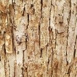 Ulmus americana Bark