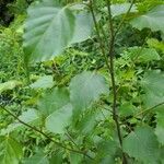 Betula pubescens List