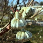 Edgeworthia tomentosa Costuma