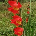 Gladiolus dalenii Floare