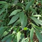Nectandra megapotamica Hoja