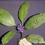 Psychotria guapilensis Other