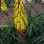 Aloe striatula Fiore