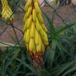 Aloiampelos striatula Lorea
