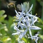 Camassia leichtlinii Květ