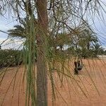 Parkinsonia aculeata List