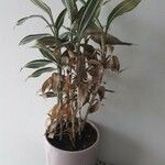 Dracaena braunii Hostoa