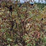 Viburnum lantana Hábito