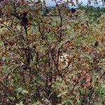 Viburnum lantana Habit