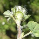 Trifolium cherleri Corteza