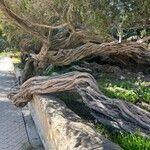 Leptospermum laevigatum Bark