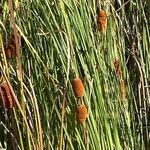 Typha latifolia Квітка