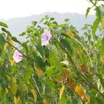 Ipomoea carnea Habit