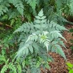 Rubus thibetanus Hoja