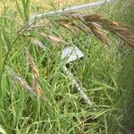 Bromus catharticus Blatt