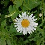 Leucanthemum vulgareЦветок