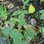 Calceolaria tripartita برگ