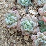 Sedum clavatum 叶