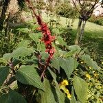 Salvia confertiflora Flower