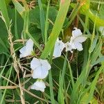 Oxalis incarnata Flower