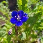 Phacelia parryi Kvet