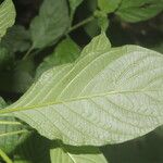 Heliotropium angiospermum Blad