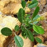 Austrobuxus ellipticus Habit