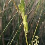 Reseda stricta Meyve