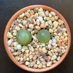 Conophytum burgeri Liść