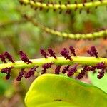 Schefflera vieillardii