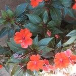 Impatiens walleriana 花