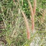 Setaria parviflora Blomst