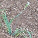 Nothoscordum gracile Flower