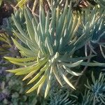Dudleya edulis Hoja