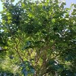 Cercis chinensis Агульны выгляд