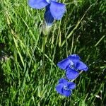 Gentianopsis thermalis Flower